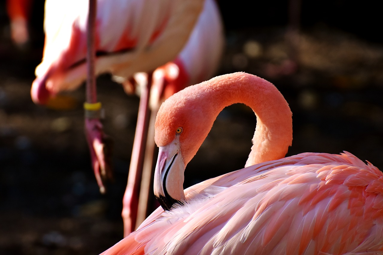 flamingo bird colorful free photo