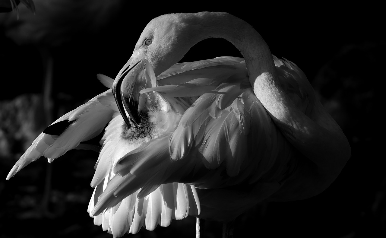 flamingo bird black and white free photo