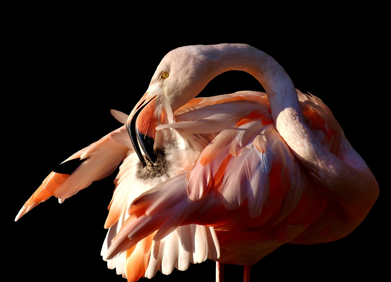 flamingo bird colorful free photo