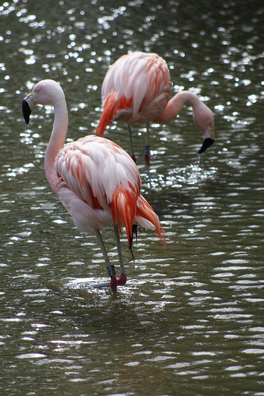 flamingo pink bird free photo