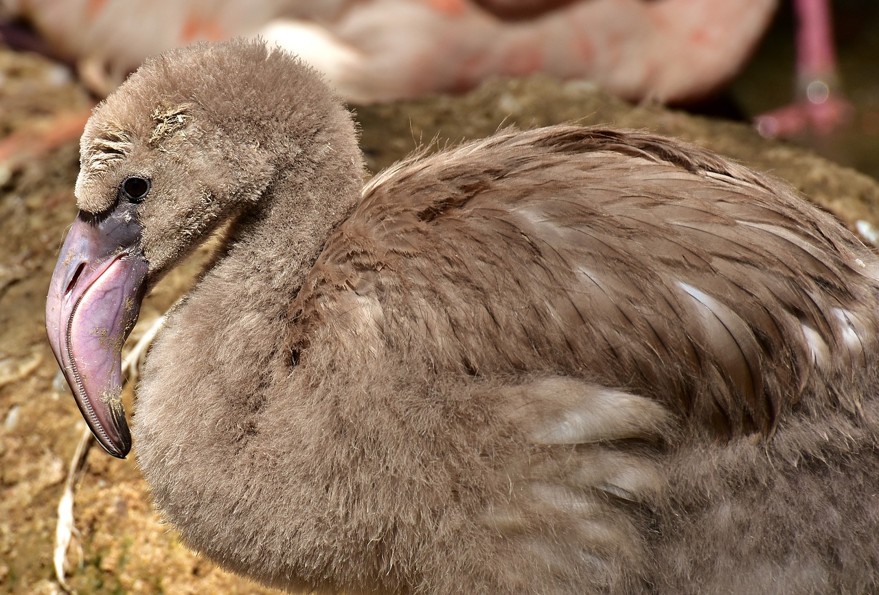 flamingo bird young animal free photo