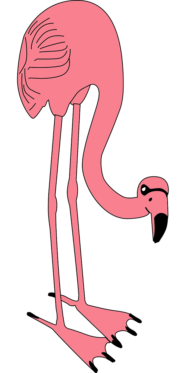 flamingo pink animal free photo