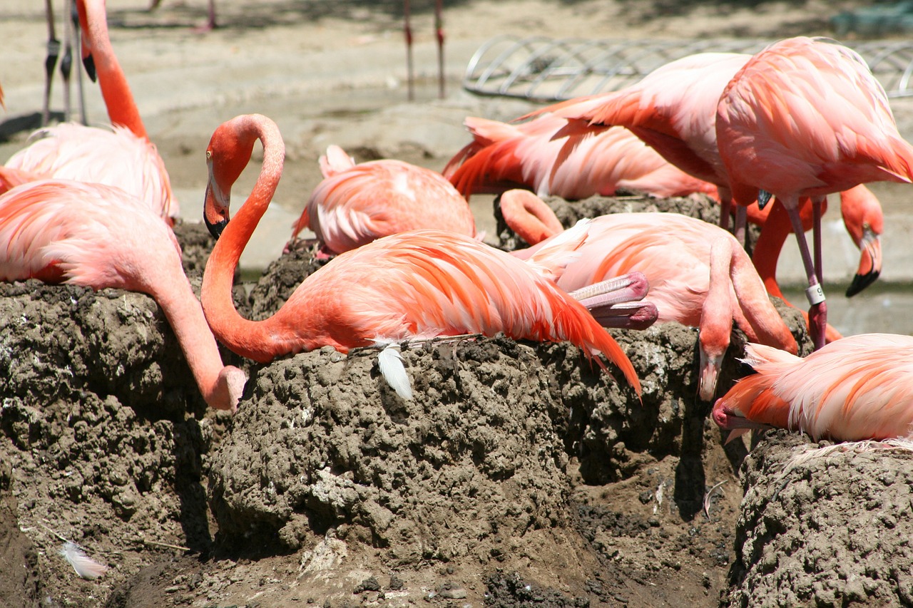 flamingo birds tall free photo