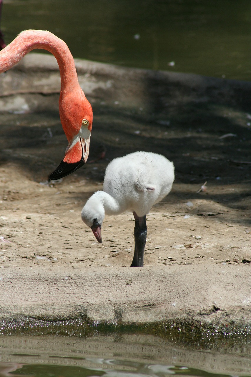 flamingo fledgling mother free photo