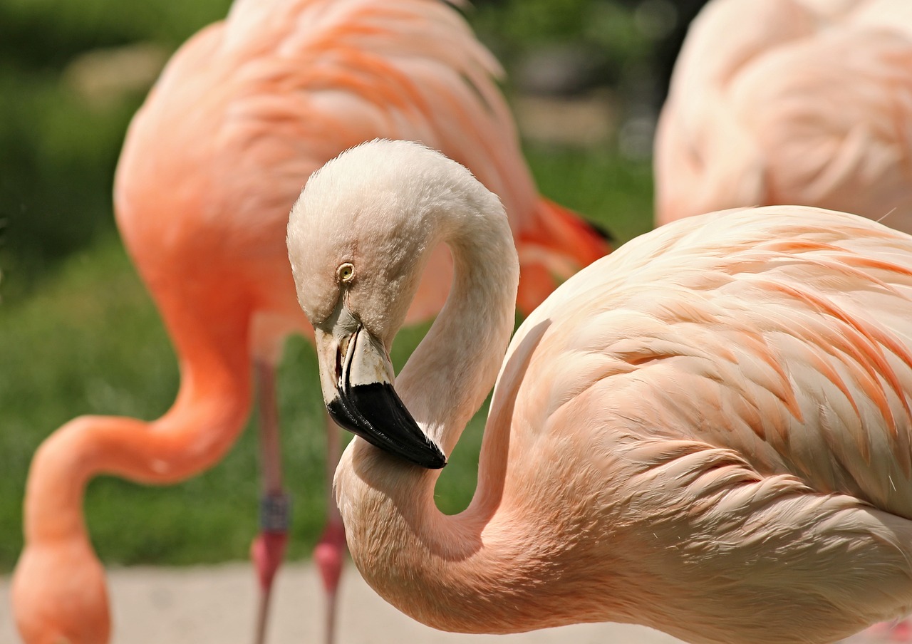 flamingo pink pink flamingo free photo