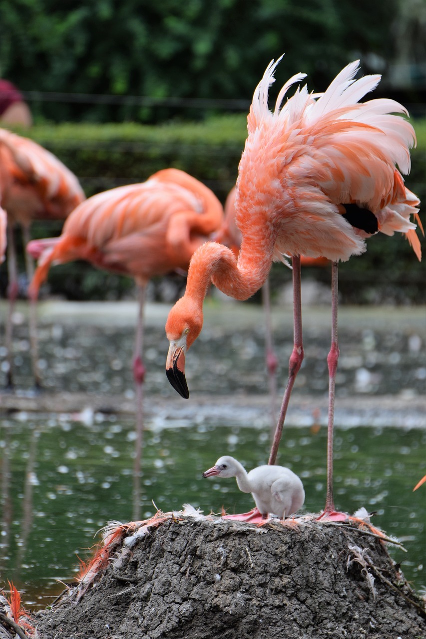 flamingo zoo animal free photo