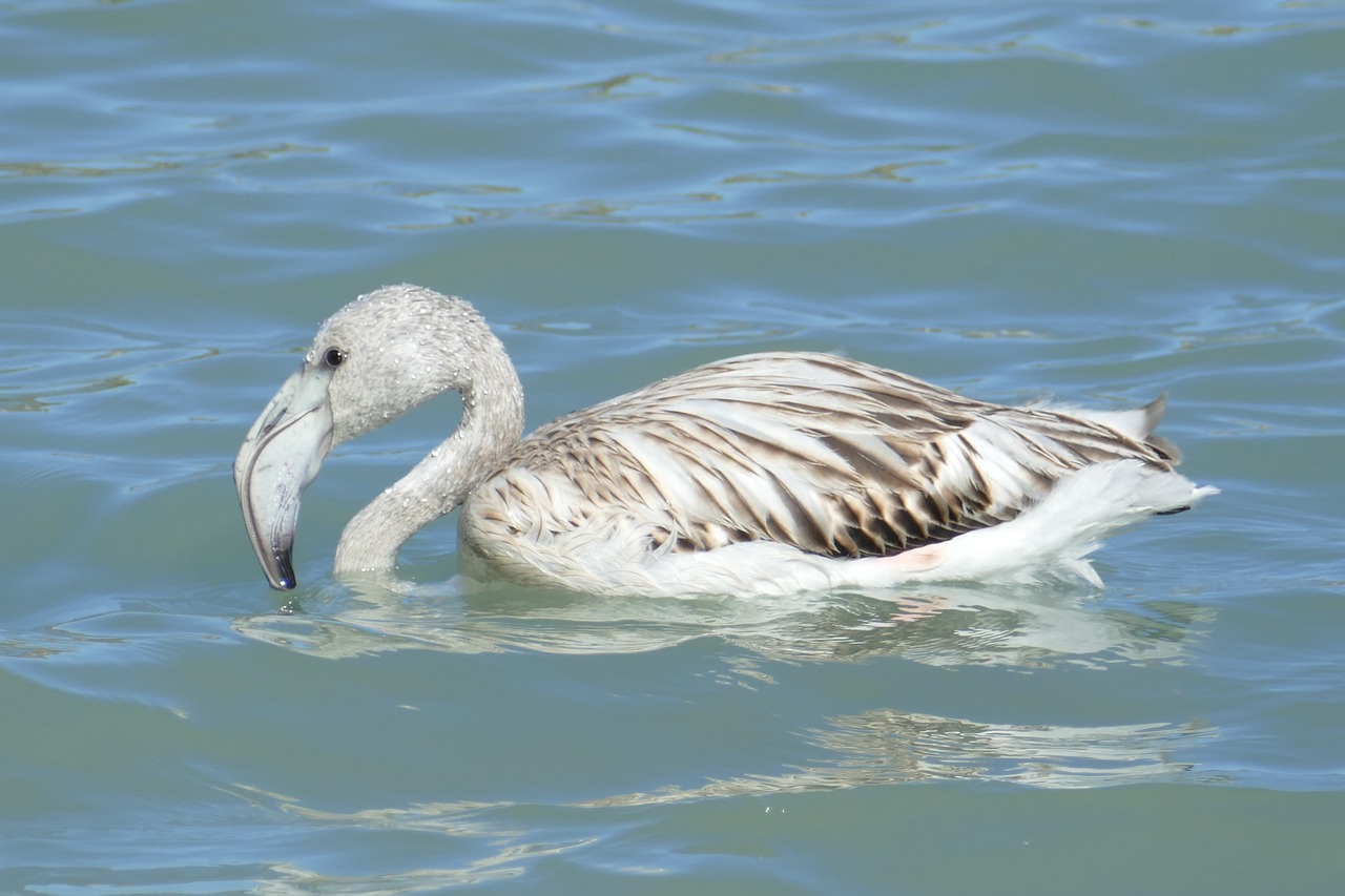 flamingo bird waterfowl free photo