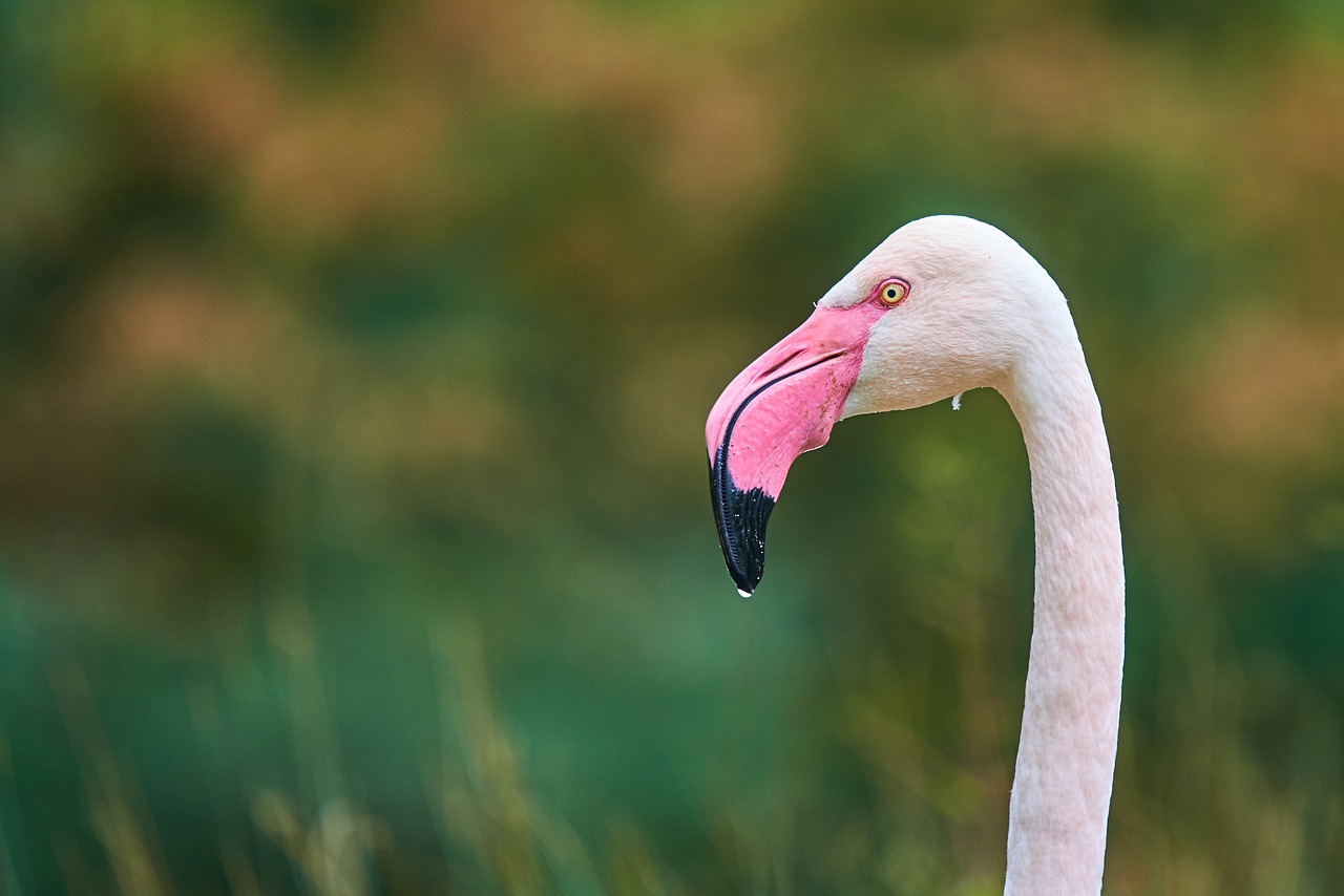 flamingo pink bird free photo