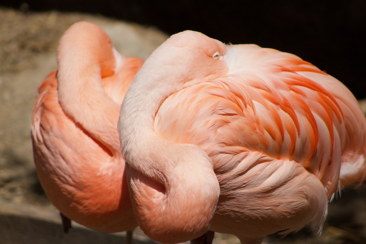 flamingo pink bird free photo