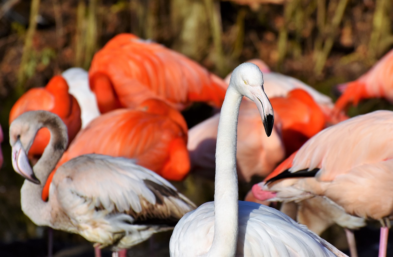 flamingo white flamingo bird free photo