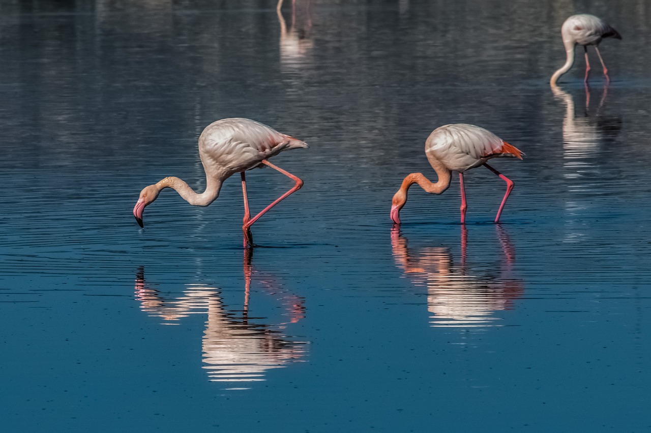flamingo bird wildlife free photo