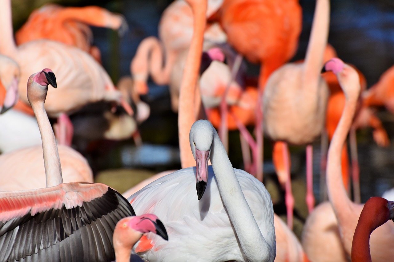 flamingo white flamingo bird free photo