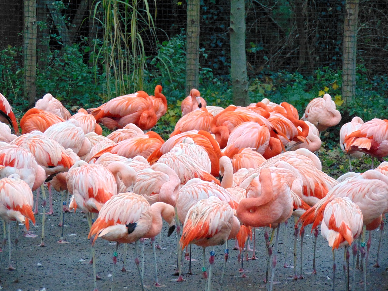 flamingo bird nature free photo