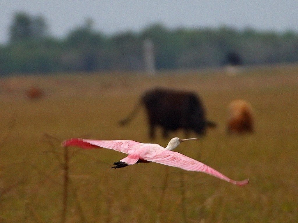 flamingo flight fly free photo