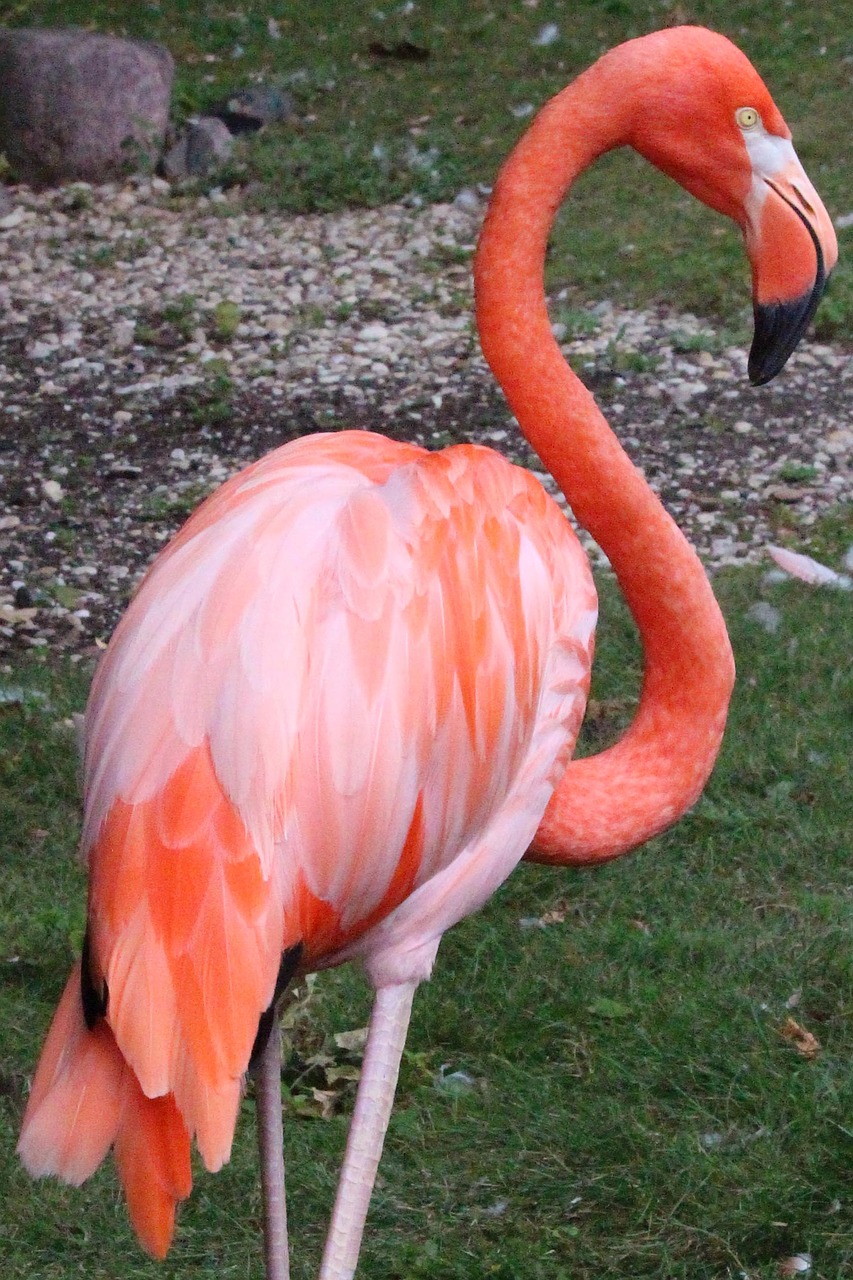 flamingo bird nature free photo