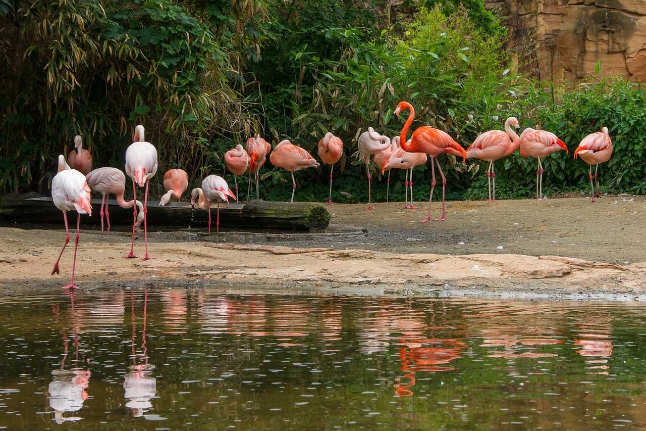 flamingo  bird  nature free photo