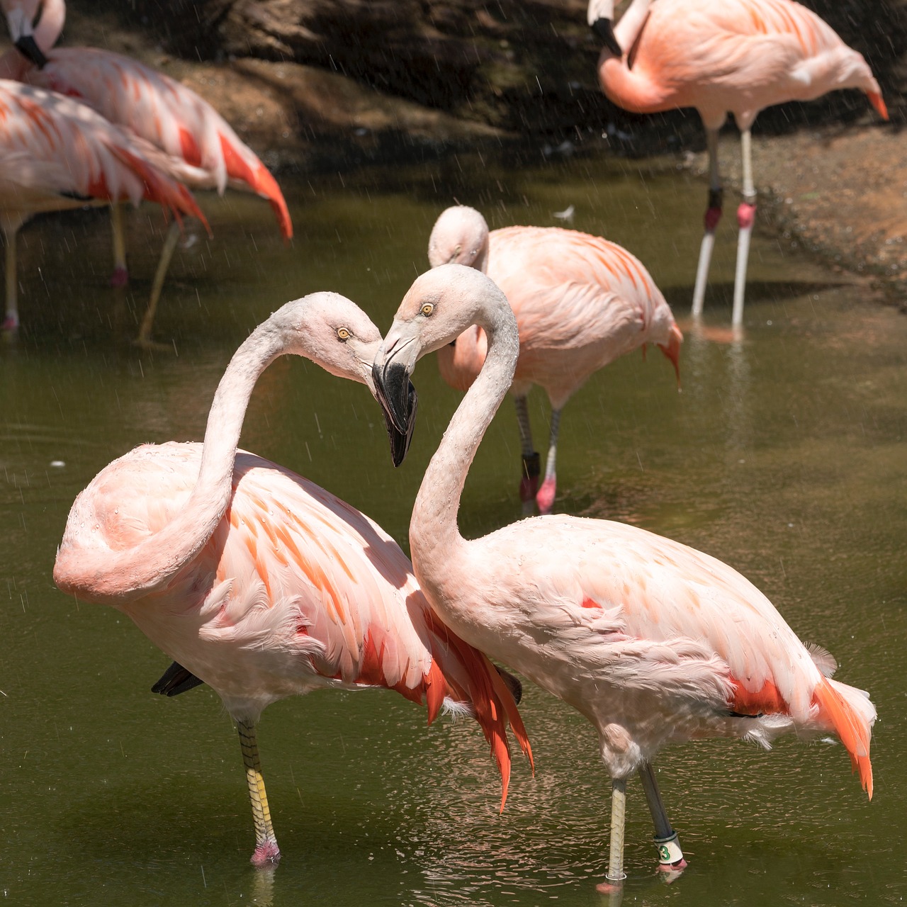 flamingo  bird  animal free photo