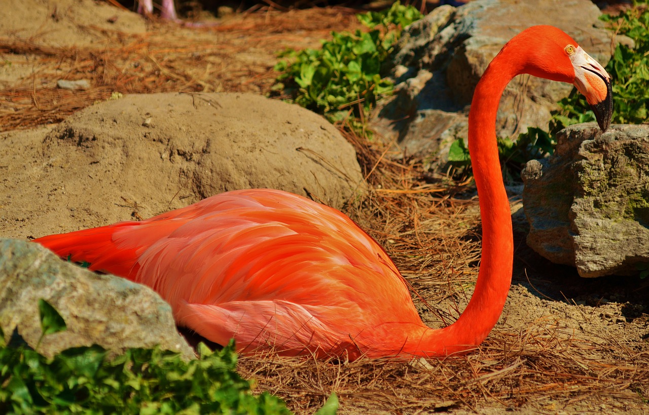 flamingo bird wildlife free photo