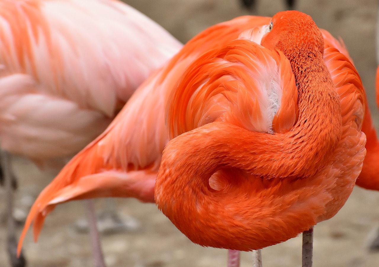 flamingo  bird  colorful free photo