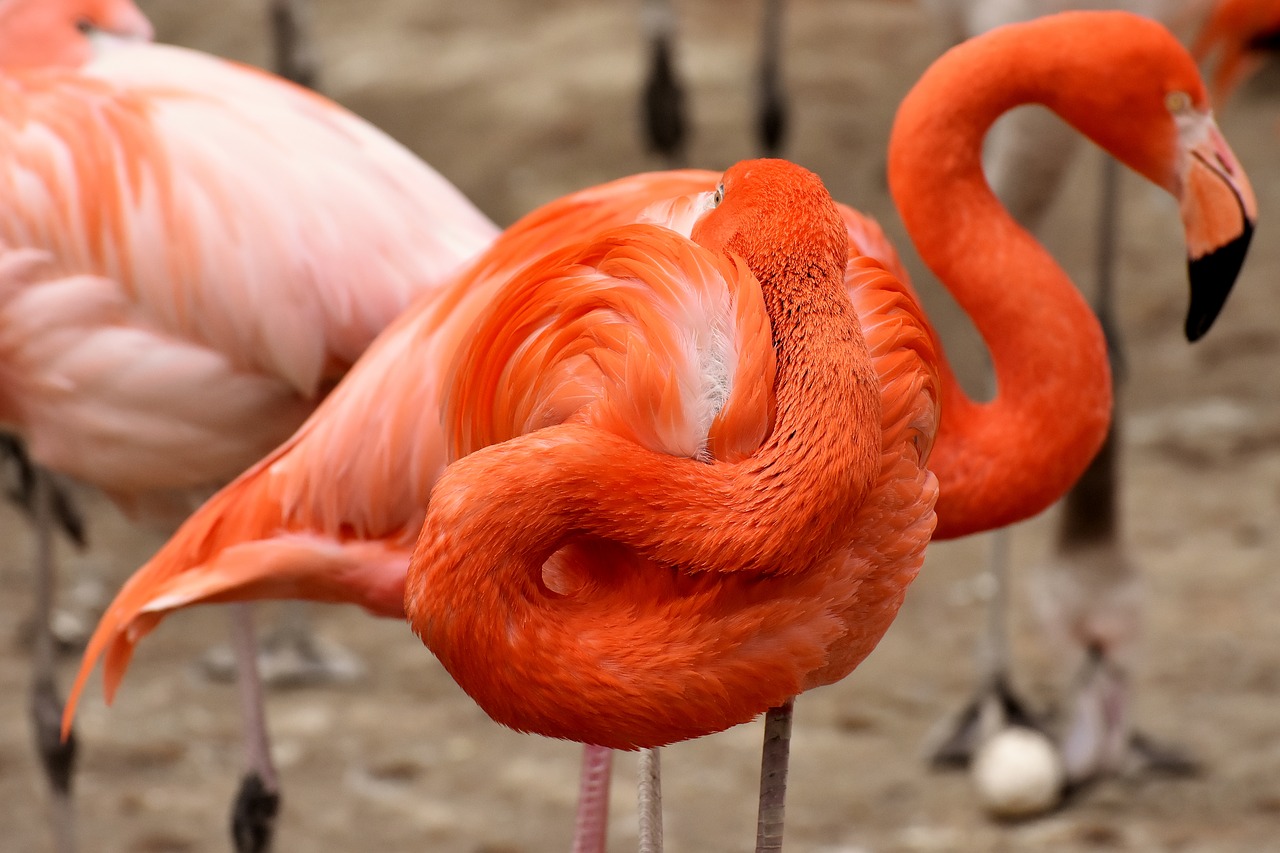 flamingo  two heads  funny free photo