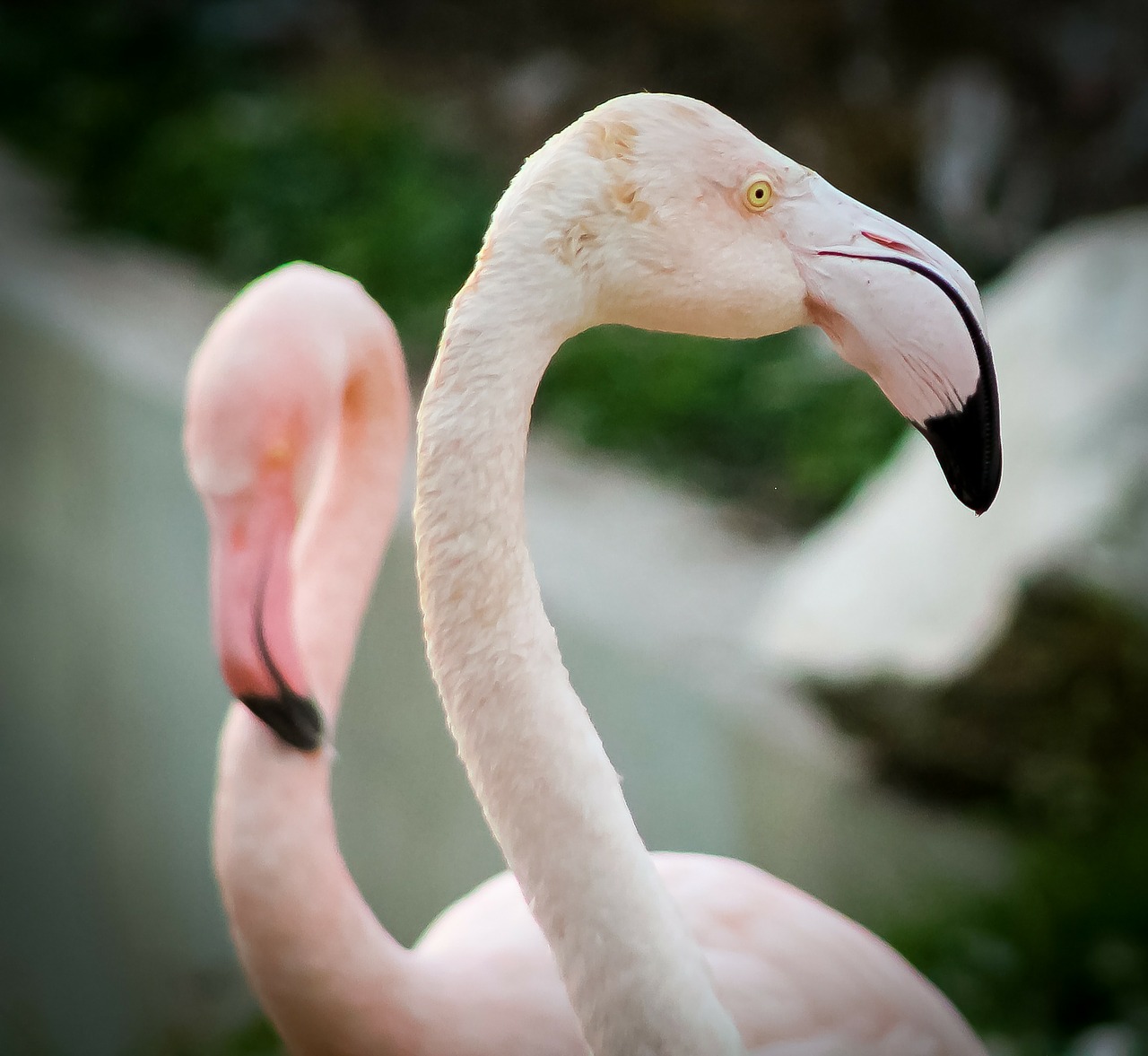 flamingo animal zoo free photo