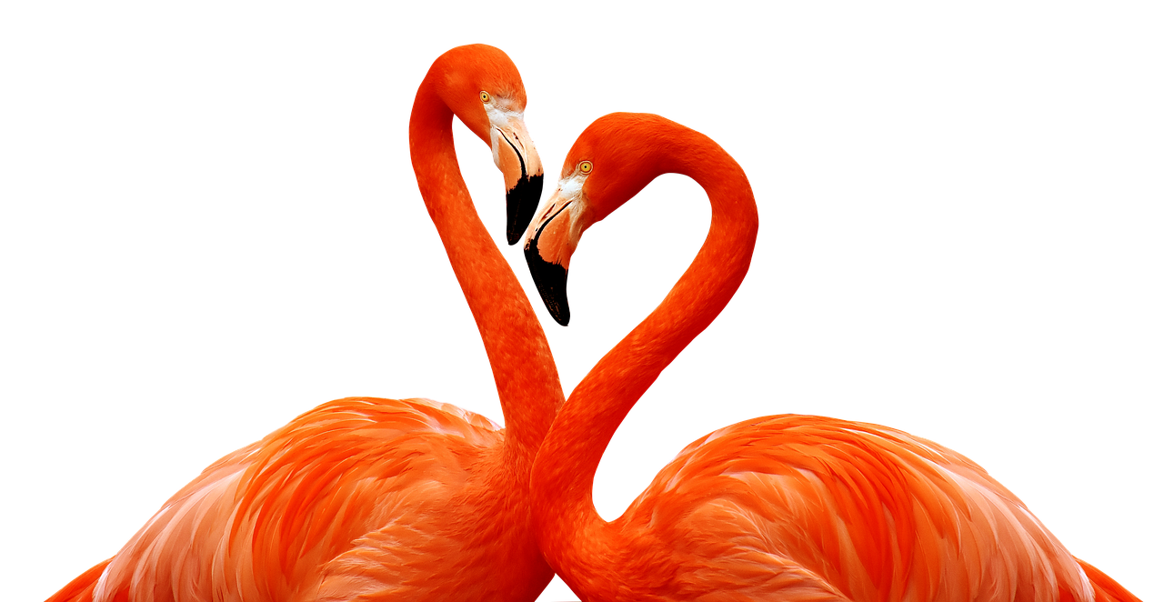 flamingo  bird  love free photo