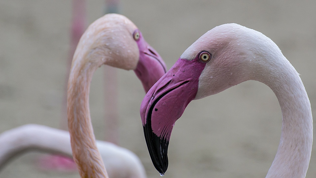 flamingo zoo pink free photo