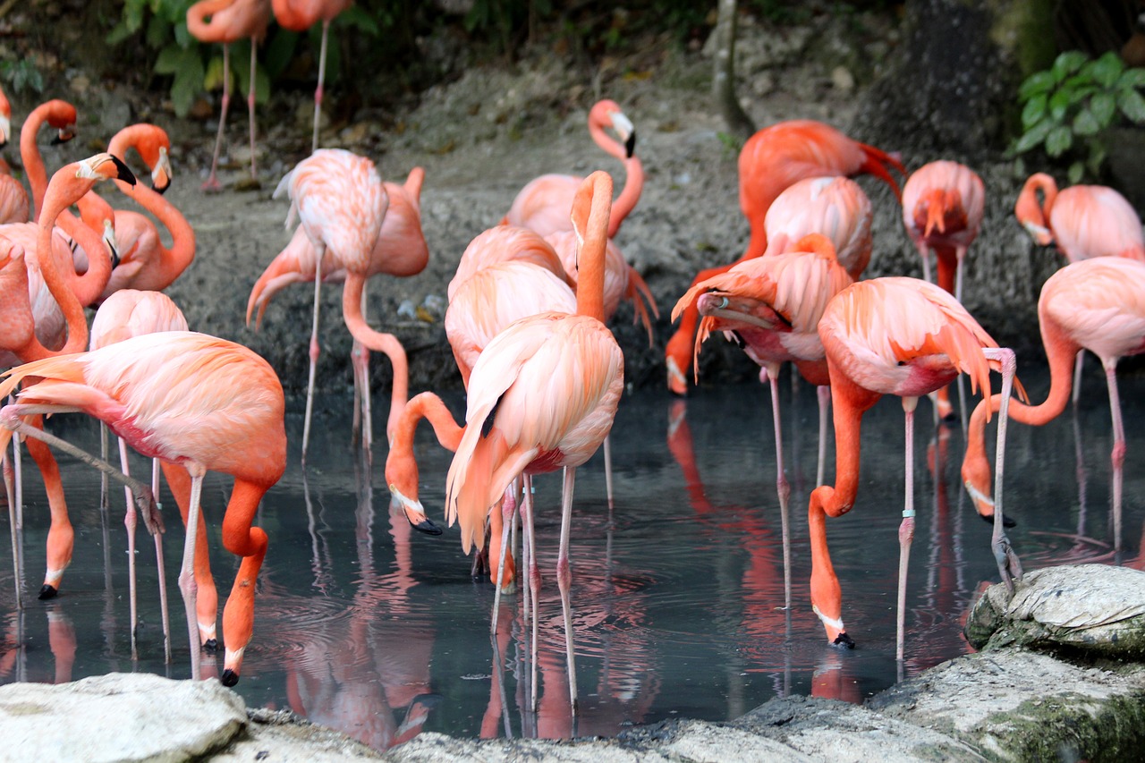 flamingo  phoenicopterus roseus  nature free photo