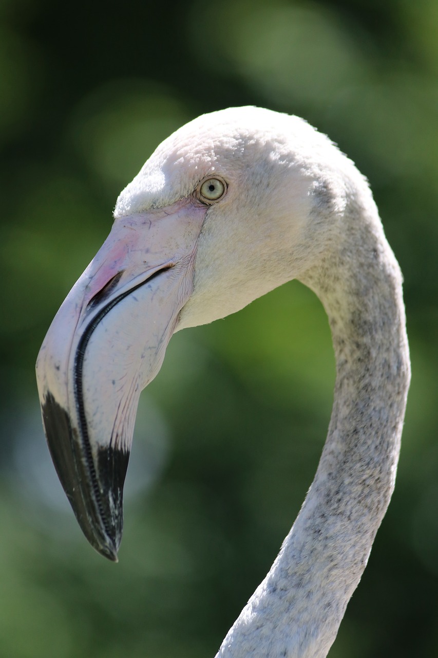 flamingo  birds  animal world free photo