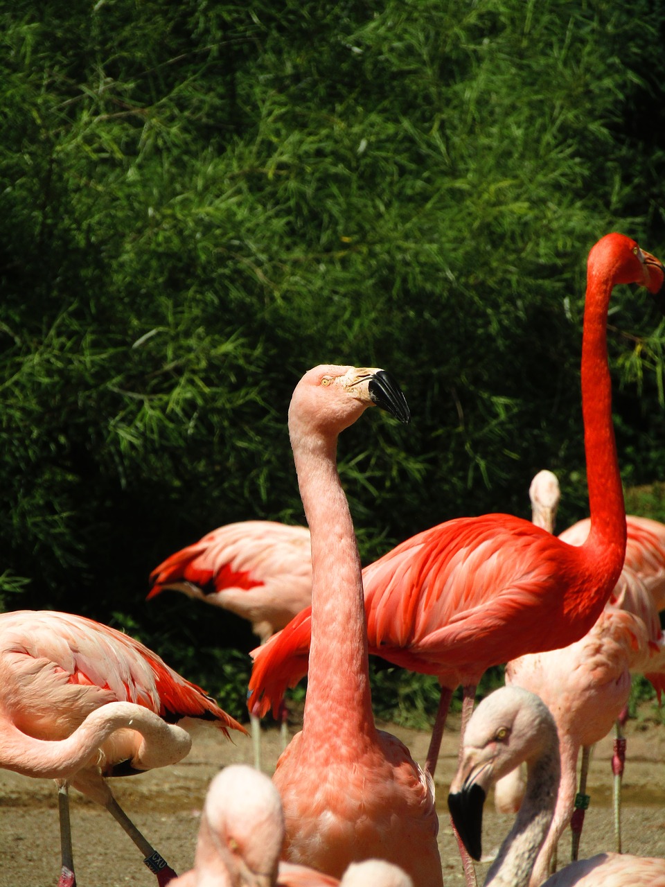 flamingo  pink  pink flamingo free photo