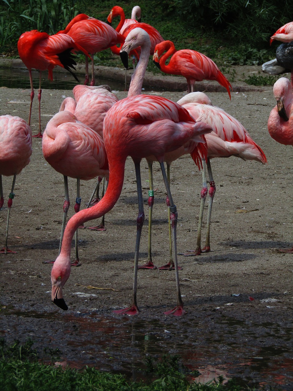 flamingo  pink  pink flamingo free photo