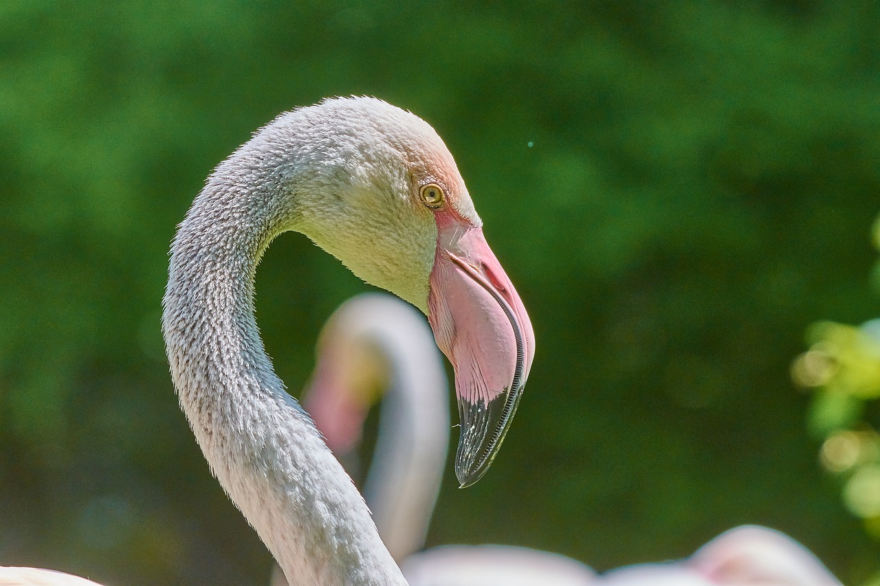 flamingo  bird  pink flamingo free photo