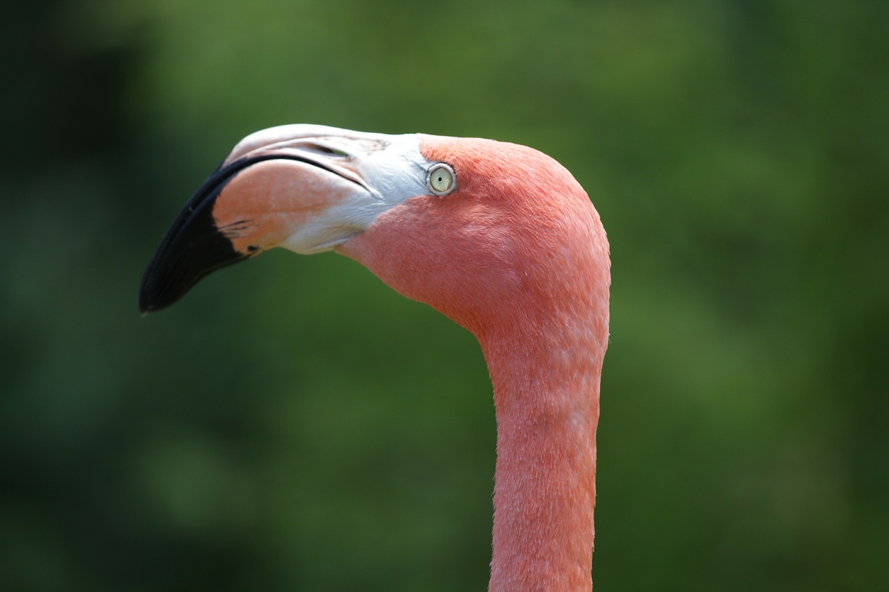 flamingo tropical color free photo