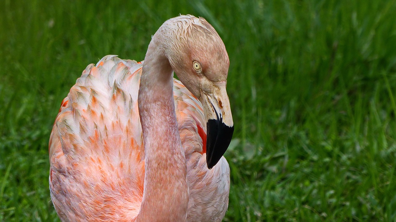 flamingo  pink  nature free photo