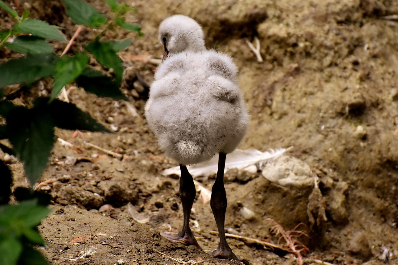 flamingo  young bird  chicks free photo