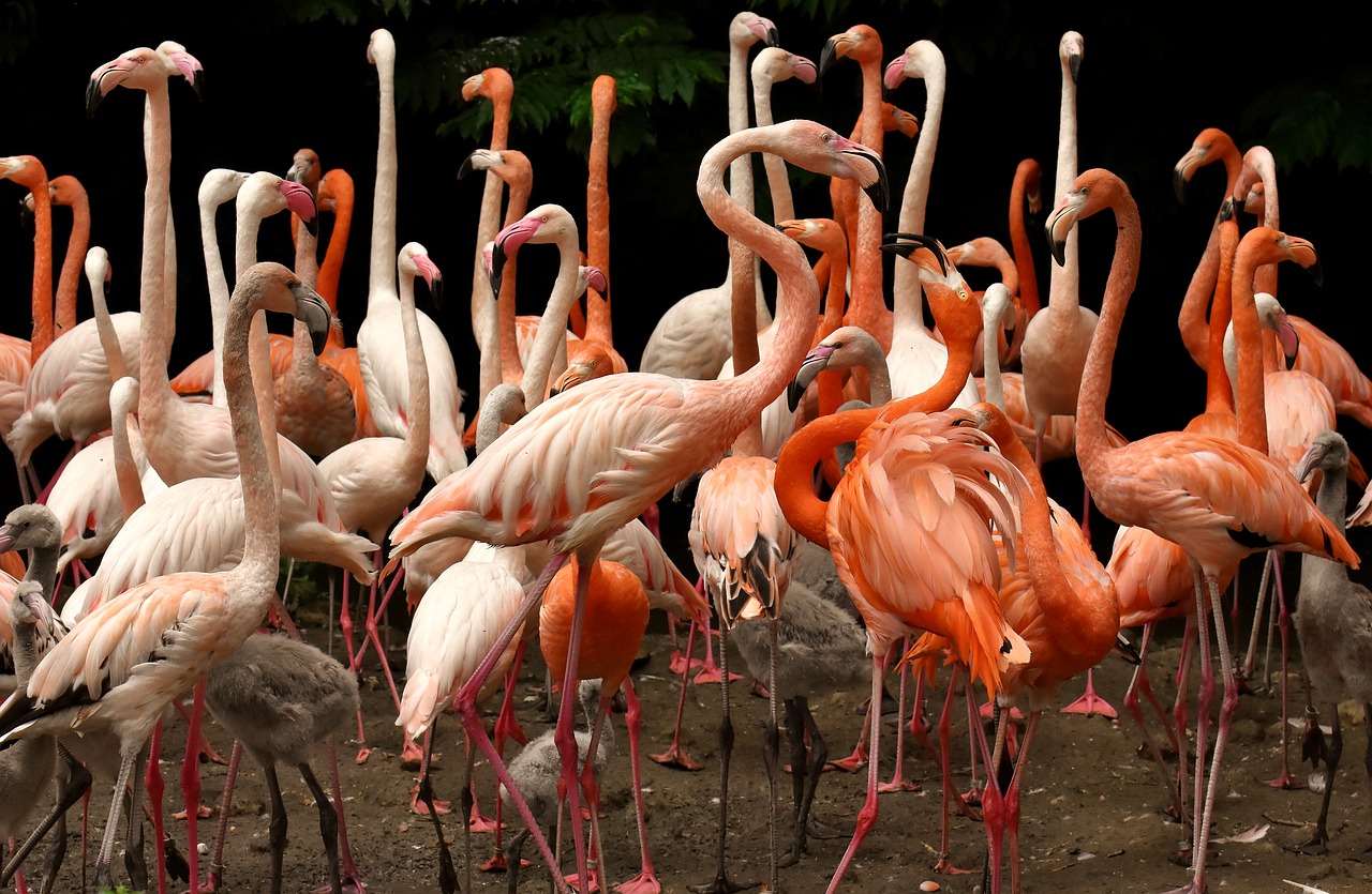 flamingo  bird  colorful free photo