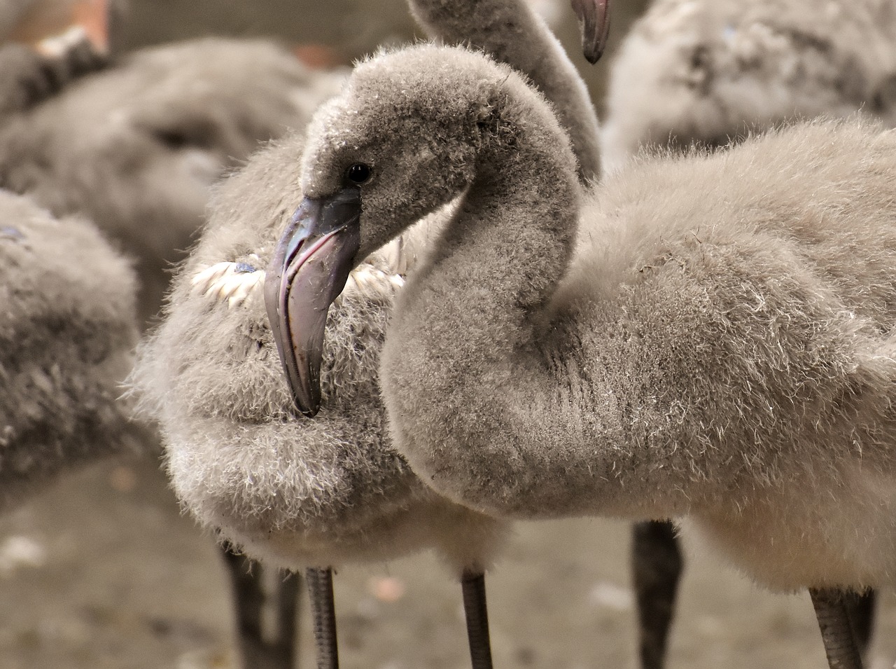 flamingo  young animal  chicks free photo