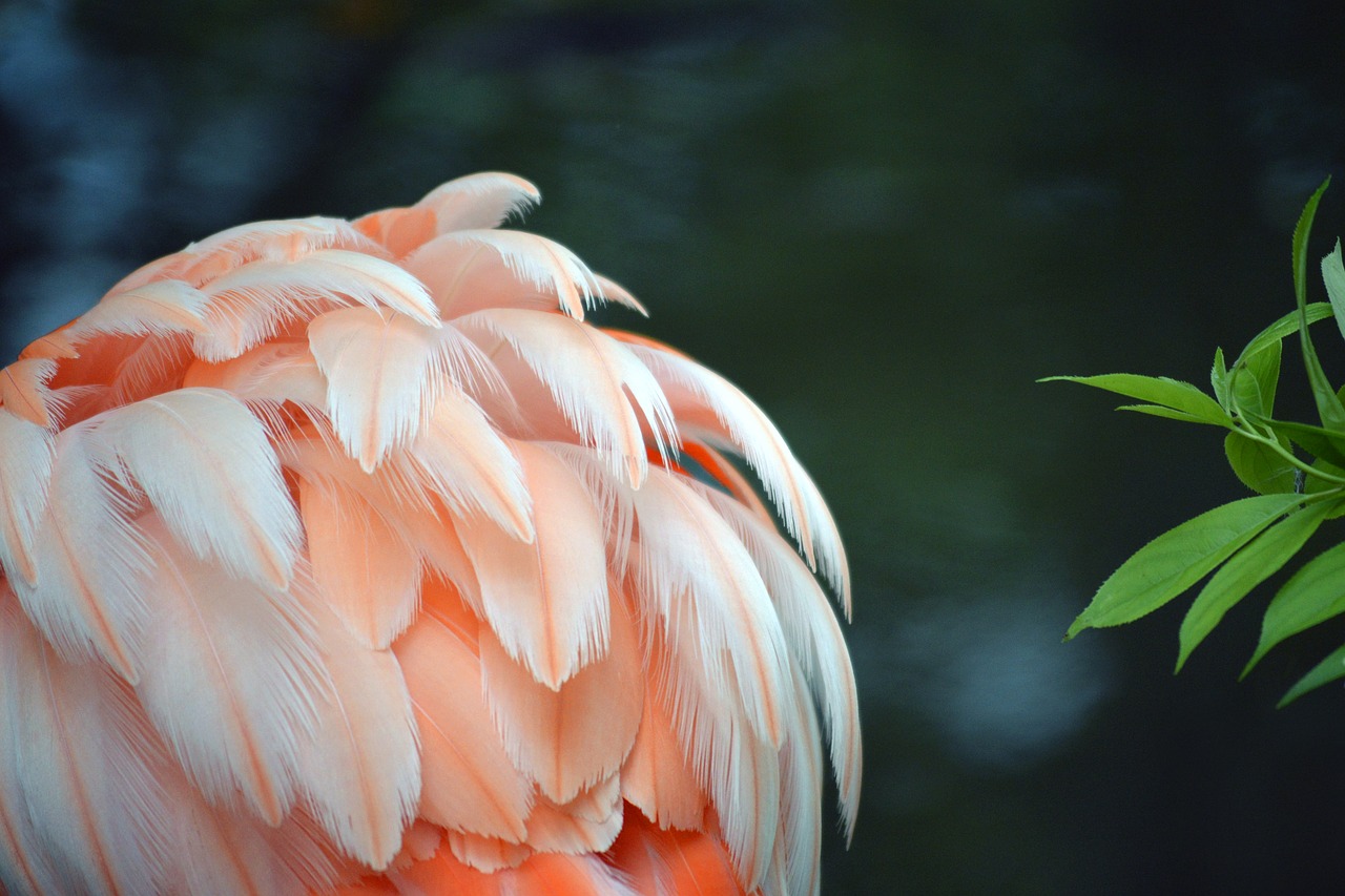 flamingo  feather  pink free photo