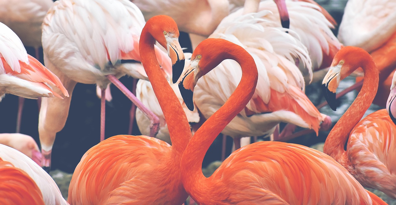 flamingo  bird  colorful free photo