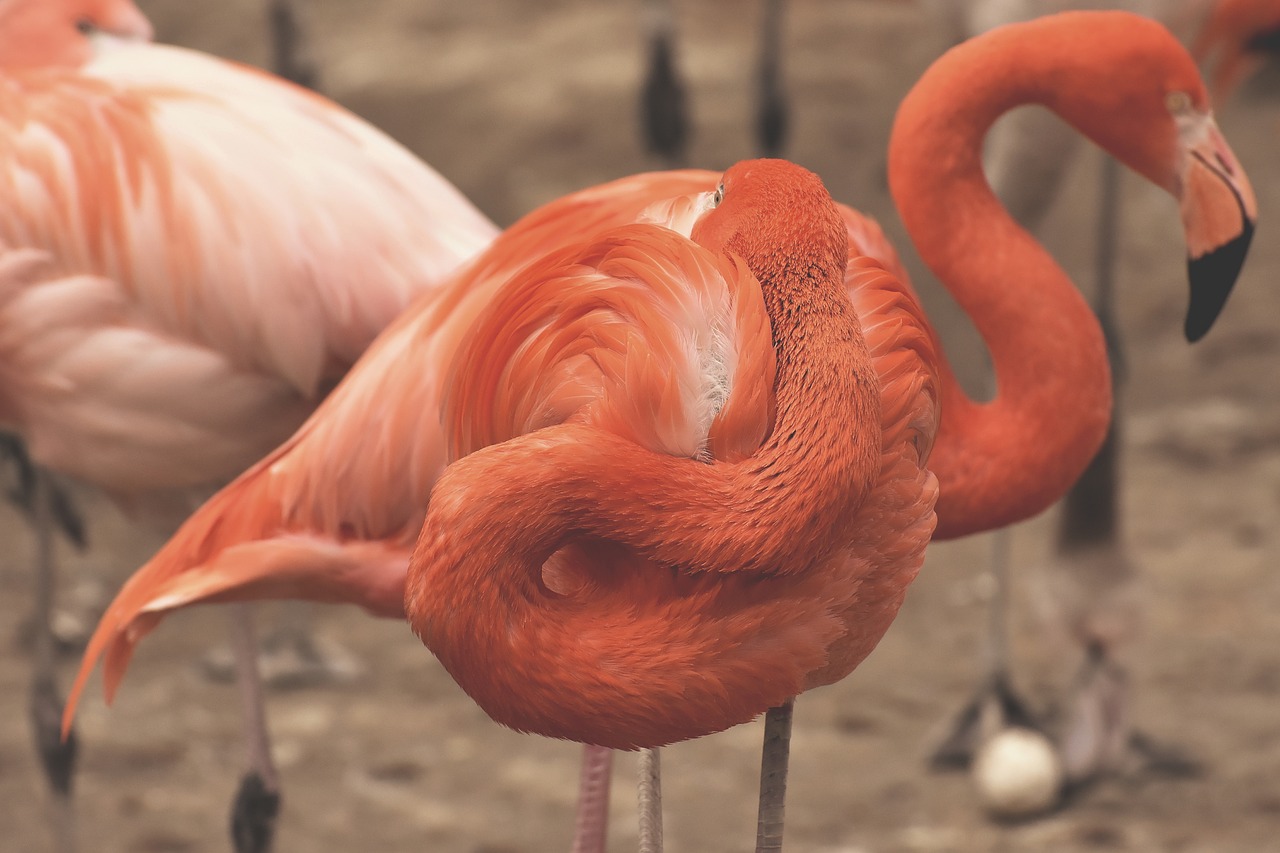 flamingo  two heads  funny free photo