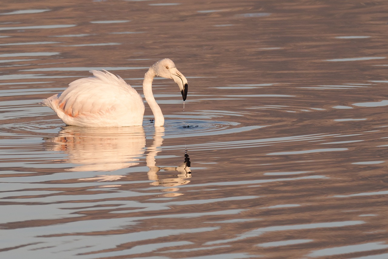 flamingo  swan  bird free photo