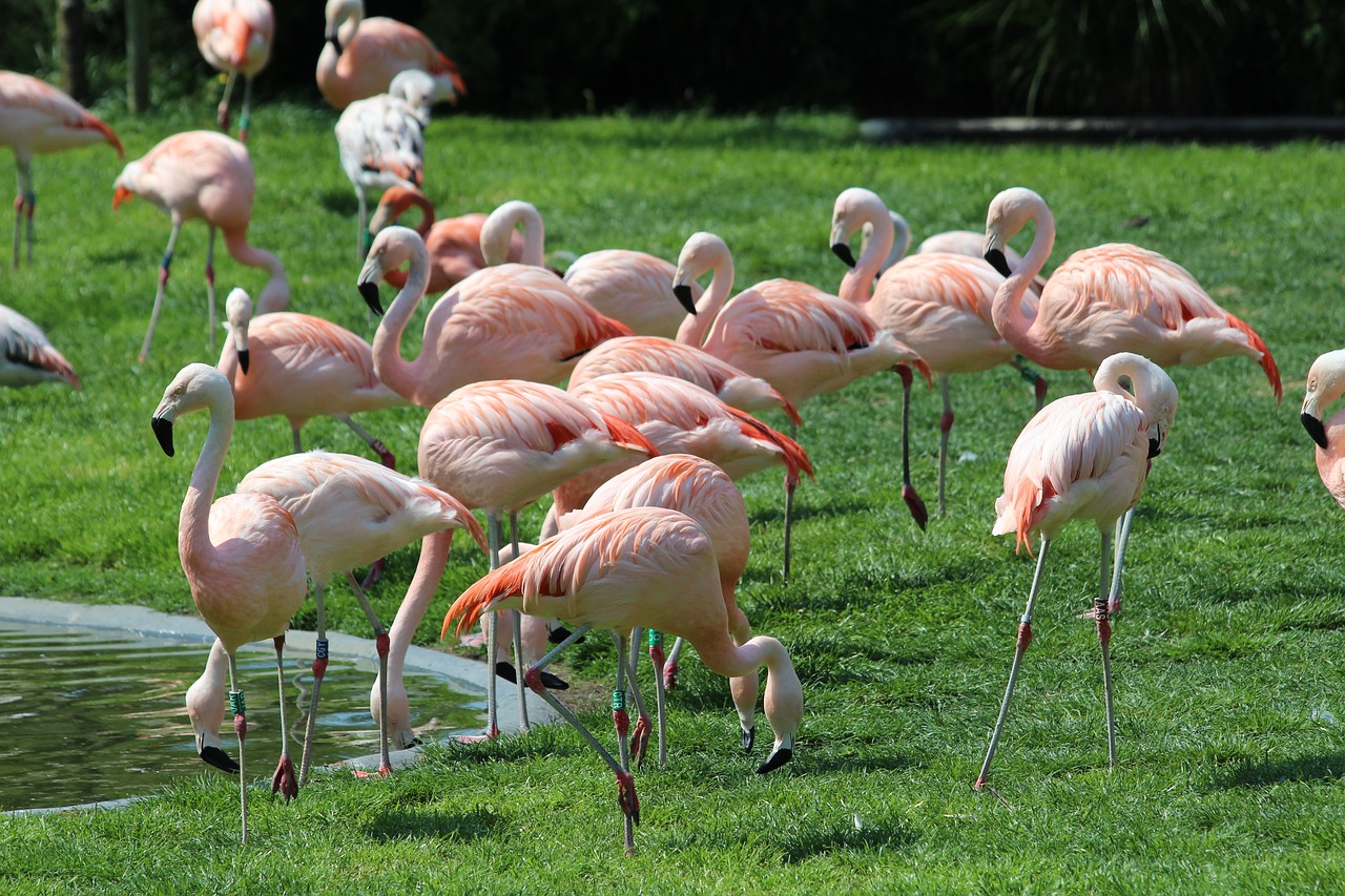 flamingo  zoo  planckendael free photo