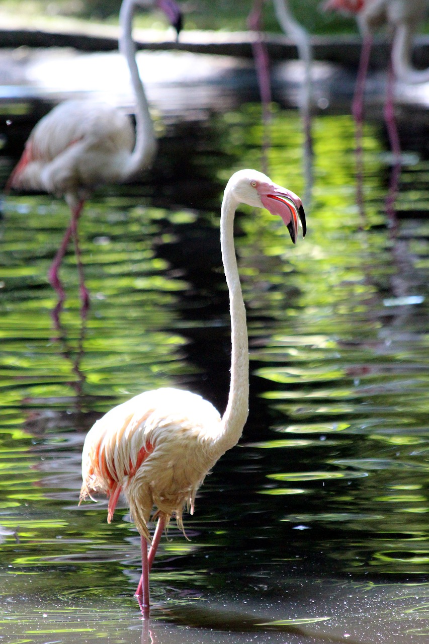 flamingo  bird  pink flamingo free photo
