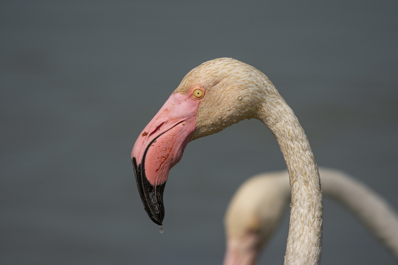 flamingo  camarque  bird free photo