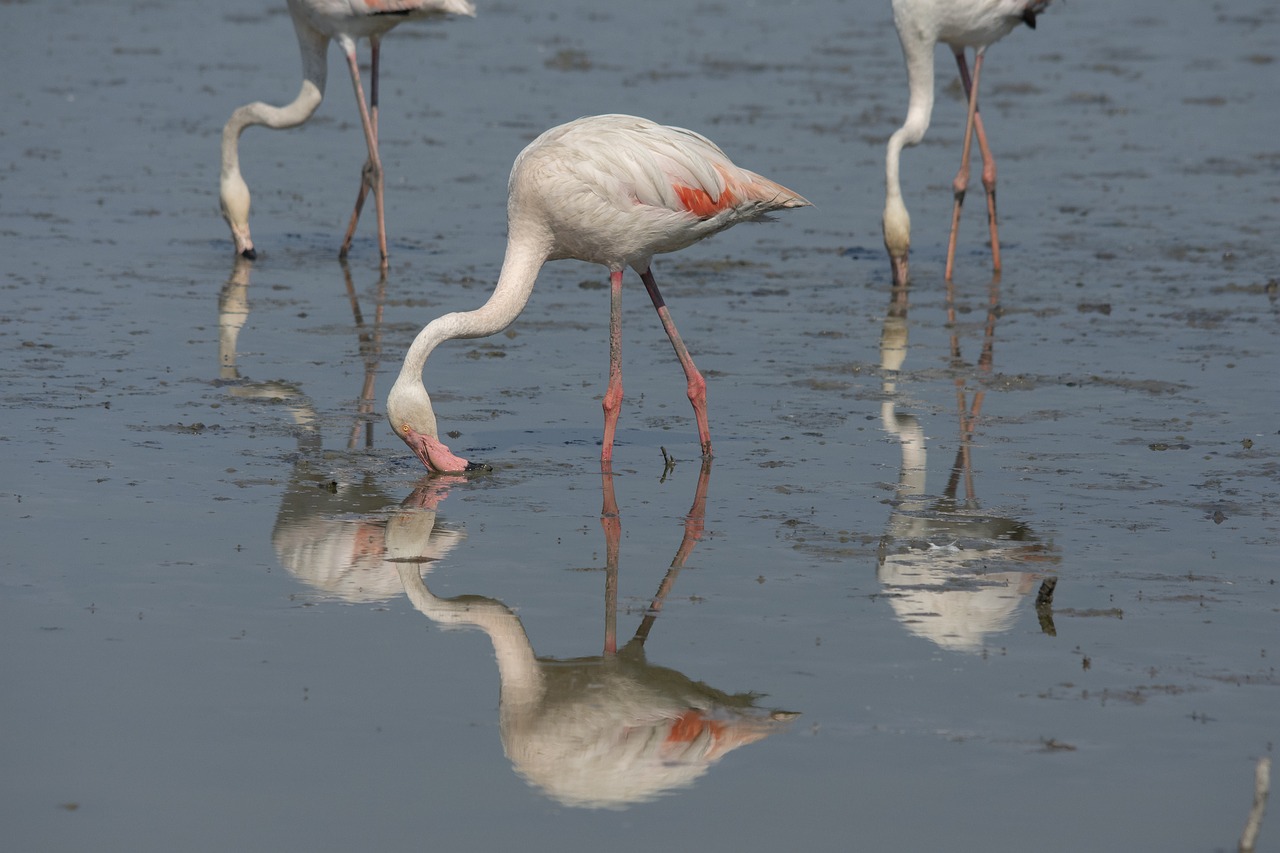 flamingo  camarque  water free photo