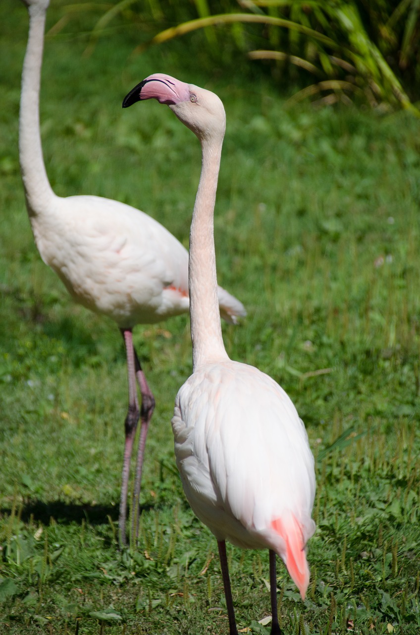 flamingo  pink  zoo free photo