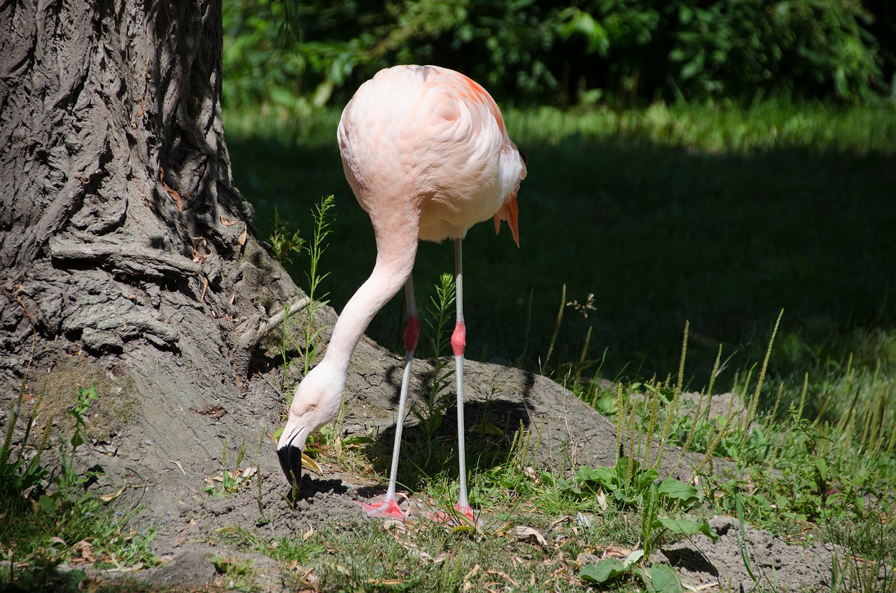 flamingo  pink  zoo free photo