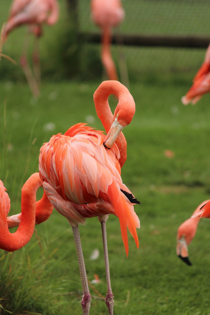 flamingo  bird  feather free photo