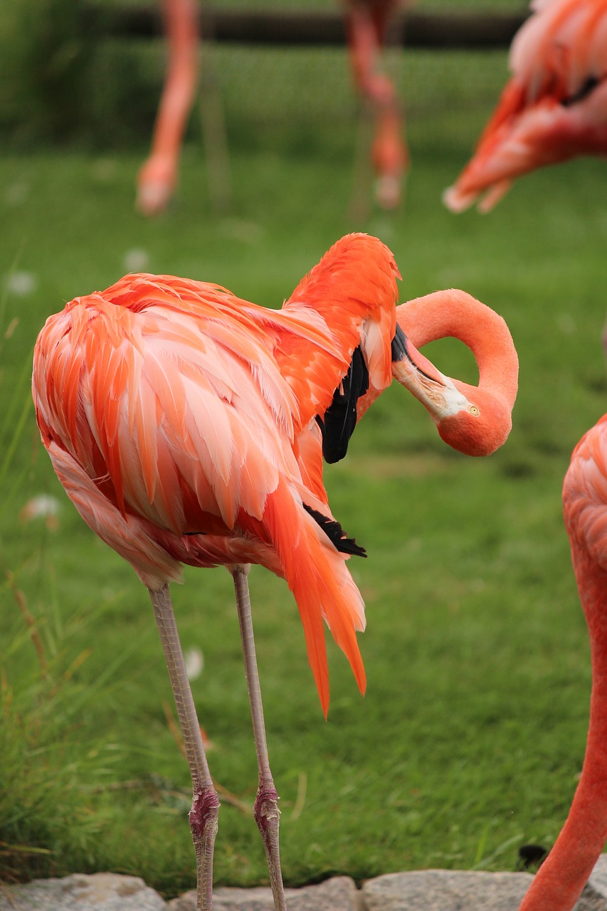 flamingo  bird  feather free photo