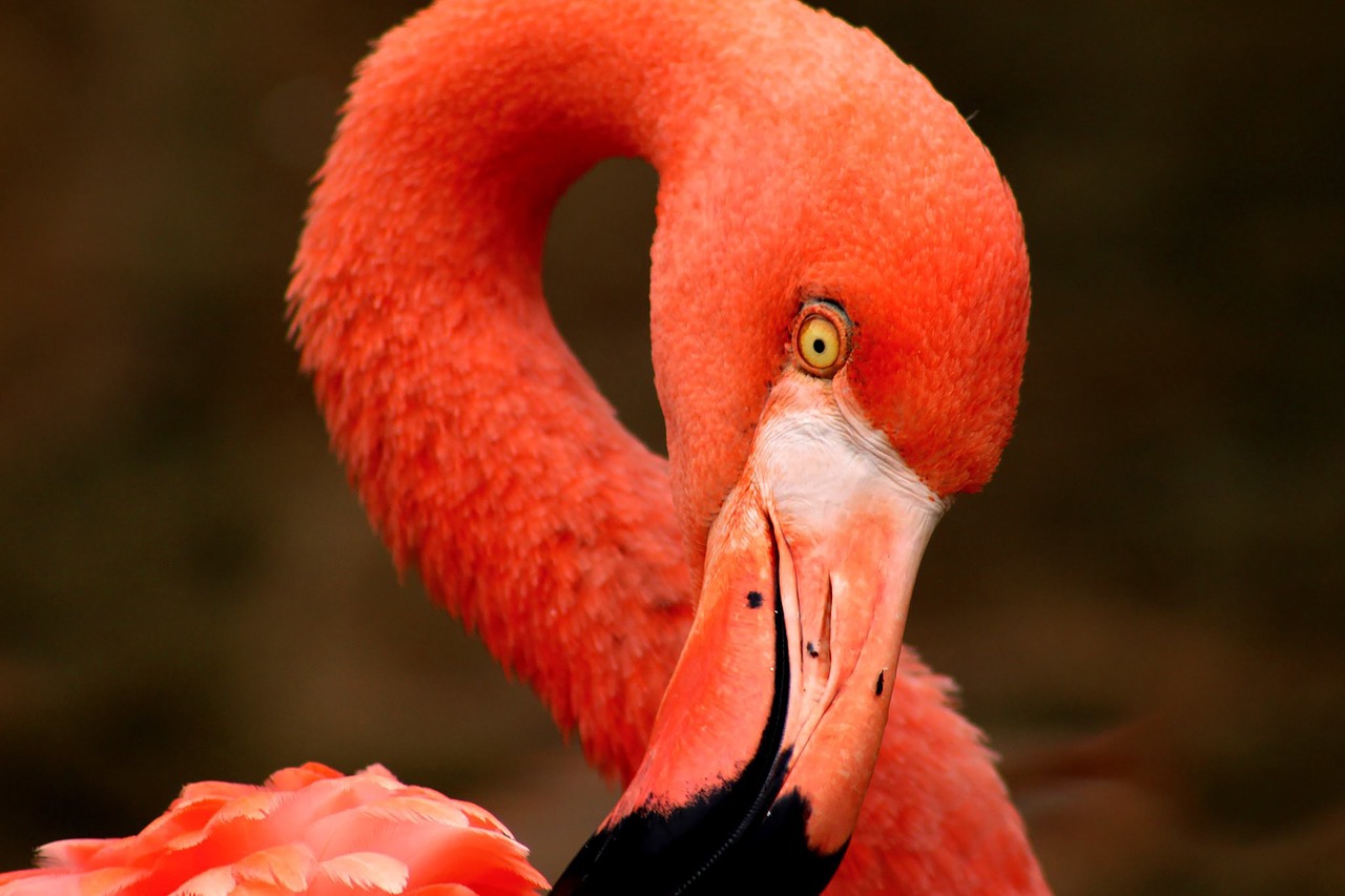 flamingo  pink  orange free photo